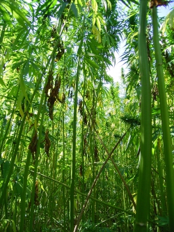 konopa_siata