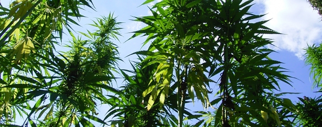 cannabis_sativa