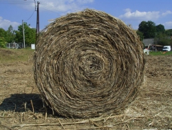 konopny_bal