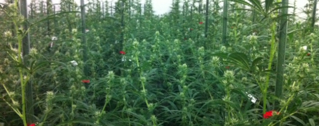 Medicinal Cannabis